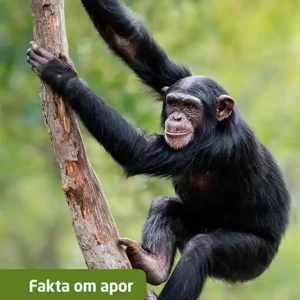 Snabb frakt Fakta om apor (e-bok) av Henrik Enemark