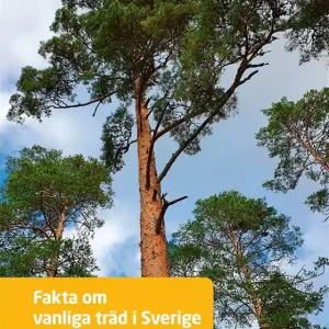 Snabb frakt Fakta om vanliga träd i Sverige (e-bok) av Tomas Dömstedt