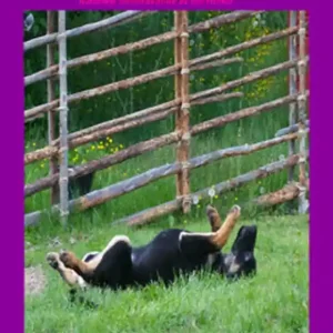 Frisk och Sund Hund - 3 - Elementteorin. Energibanor. Energibanornas viktigaste punkter (e-bok) av Lisen Persson Rabatt