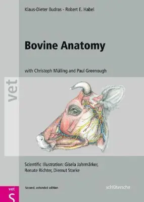 Begränsad tid Bovine Anatomy | 2:a upplagan