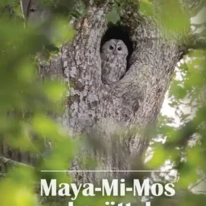 Sänkt pris Maya-Mi-Mos berättelse - Kattugglan i Mäktiga Eken | 0:e upplagan
