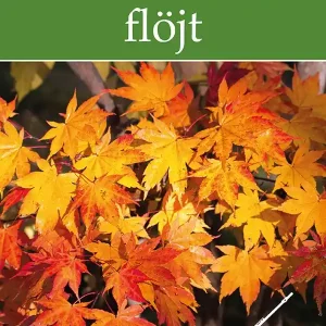 Kundfavorit Melodiboken Flöjt | 1:a upplagan