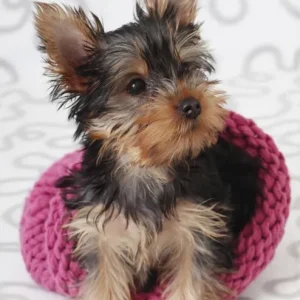 Min mamma är en terrier | 1:a upplagan Rabatt