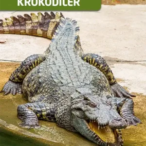Begränsat erbjudande Minifakta om krokodiler | 1:a upplagan