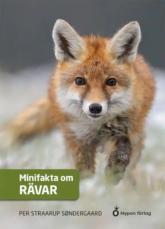 Minifakta om rävar | 0:e upplagan Nyhet