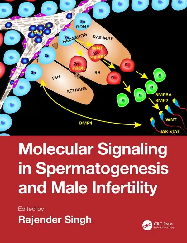 Molecular Signaling in Spermatogenesis and Male Infertility | 1:a upplagan Erbjudandepris