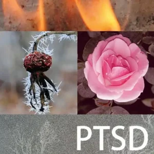 PTSD : en handbok för Dig som drabbats av psykisk traumatisering som barn eller vuxen | 0:e upplagan Endast idag
